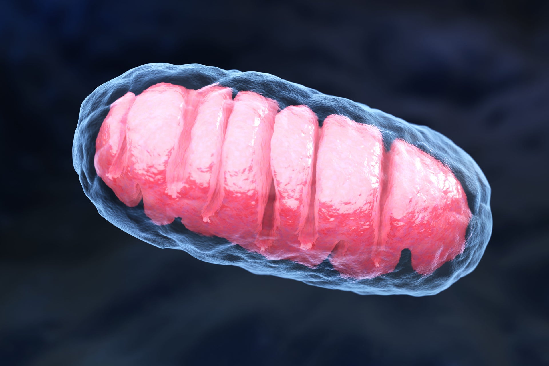 Glutathione & The Reversal of Age-Related Mitochondrial Decay